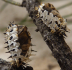 <i>Orcus bilunulatus</i> pupae