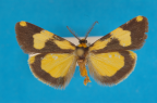 <i>Ionthas thirkelli</i> (Fraser, 1961), male