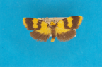 <i>Heliosia perichares</i> Turner, 1944, male