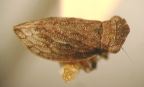 <i>Austrolopa brunensis</i> Evans, type species of <i>Austrolopa</i> Evans.