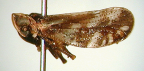 <I>Novotarberus remanei</I> Löcker & Fletcher, adult