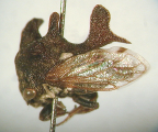 <i>Acanthucalis macalpini</i> Evans, type species of <i>Acanthucalis</i> Evans.