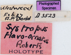 <i>Systropus flavoornatus</i> Holotype label