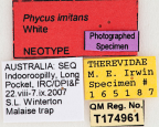 <i>Phycus imitans</i> Neotype label