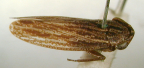 <I>Putoniessa taradalensis</I> Evans, adult male.
