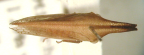 <I>Neosextius longinotum</I> Day, adult, dorsal view.
