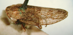 <I>Smicrocotis solomoni</I> Evans, holotype male.
