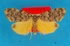<i>Halone sobria</i> Walker, 1854, male syntype of <i>H. nephobola</i> Turner, 1944