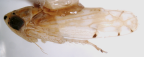 <i>Austrimonus biapicalis</i> Fletcher and Dai, holotype male
