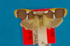 <i>Heterotropa fastosa</i> Turner, 1940, syntype male