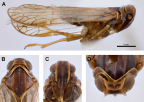 <i>Chidaea armidalensis</i> Löcker and Holzinger, A: <i>habitus</i>, B-D: head.