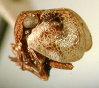 <i>Lipocallia australensis</i> Kirkaldy, female syntype