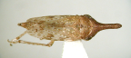 <I>Ledraprora compressa </I>Evans, adult female, dorsal view.