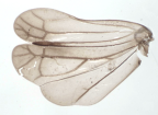 <i>Apsadaropteryx elongatulus</i>, hindwing.