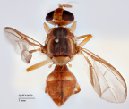 <i>Bactrocera (Bactrocera) melanothoracica</i> Holotype