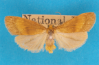 <i>Lambula obliquilinea</i> Hampson, 1900, male