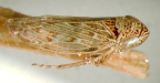<I>Limotettix pullatus </I>(Evans), adult male.