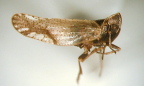 <I>Novotarberus flagellospinosus</I> Löcker & Fletcher, adult