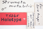 <i>Strumeta mutabilis</i> Holotype label