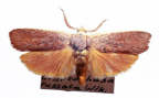 <I>Cryptophasa russata</I> Butler, 1877 [photo by Len Willan]