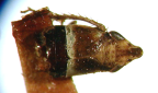<I>Chiasmus varicolor </I>(Kirkaldy), lectotype male.