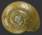 <em>Austrorhytida harriettae</em>, dorsal view.
Diameter of shell: 14 mm