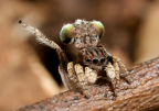 <i>Maratus vespertilio</i> (Simon, 1901)