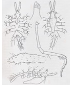 <I>Ascorhynchus melwardi</I>, from Stock (1954)