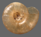 <em>Microdelos pallida</em>, ventral view.