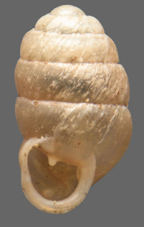 <em>Omegapilla australis</em>, apertural view. Height of shell to 3.5 mm.