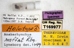 <i>Anabarhynchus moffat</i> Holotype labels and Genitalia vial