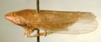 <i>Hackeriana huonensis</i> Evans, type species of <i>Hackeriana</i> Evans.