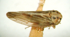The Spotted Leafhopper, <I>Austroagallia torrida</I> Evans, adult.