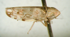 <I>Soracte apollonos </I>Kirkaldy, adult.