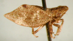 <i>Doowella wanungarae</i> (Evans), adult.