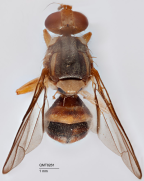 <i>Dacus (Bactrocera) fuliginus</i> Holotype