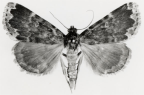 herminiidae