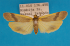 <i>Graphosia stenopepla</i> Hampson, 1914, female