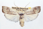 <I>Cryptophasa spilonota</I> Scott, 1864 [photo by Len Willan]