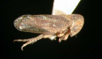 <I>Macropsis lincolnensis</I> Evans, adult.