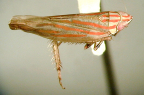 <i>Varta longula</i> Viraktamath, only Australian representative of the Vartini.