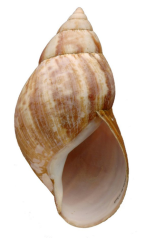 <em>Achatina fulica</em>. Height of shell: 180 mm