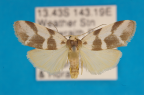 <i>Eugoa perfasciata</i> Rothschild, 1913, female