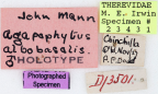 <i>Agapophytus albobasalis</i> Holotype label