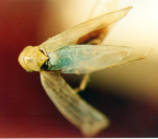 <i>Anzygina lubra</i> (Kirkaldy), female syntype.