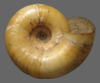 <em>Saladelos commixta</em>, ventral view.