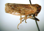 <I>Katipo pallescens </I>(Evans), adult.