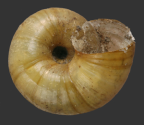 <em>Austrorhytida warrumbunglensis</em>, ventral view.