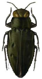 <I>Chrysobothris viridis</I> [artist André Olwage]