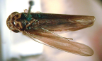 <I>Ishidaella angustata</I> (Evans), holotype male.